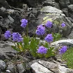 Chalet Rasnerhof Alpesi faház Hopfgarten in Defereggen